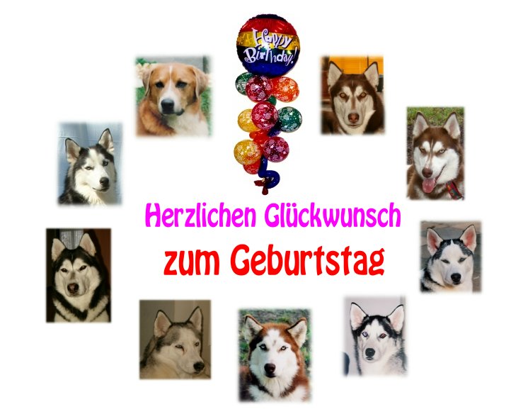 Führt Dich in die Huskyrunde